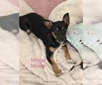 Small Chihuahua Mix