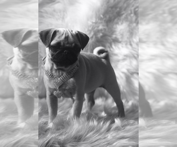Medium Photo #12 Pug Puppy For Sale in CANTON, CT, USA