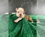Puppy Pippin AKC Boston Terrier