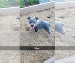 Small Photo #5 Australian Cattle Dog Puppy For Sale in SHIPSHEWANA, IN, USA