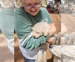Small Photo #15 Maremma Sheepdog Puppy For Sale in THORN HILL, TN, USA