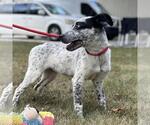 Small #2 Mutt