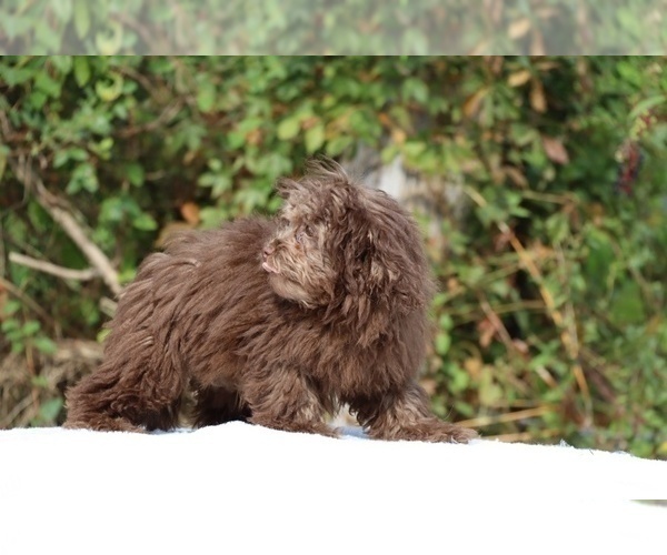 Medium Photo #14 ShihPoo Puppy For Sale in DYERSBURG, TN, USA