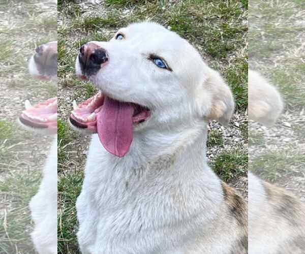 Medium Photo #1 Catahoula Leopard Dog-Siberian Husky Mix Puppy For Sale in Crandall, GA, USA