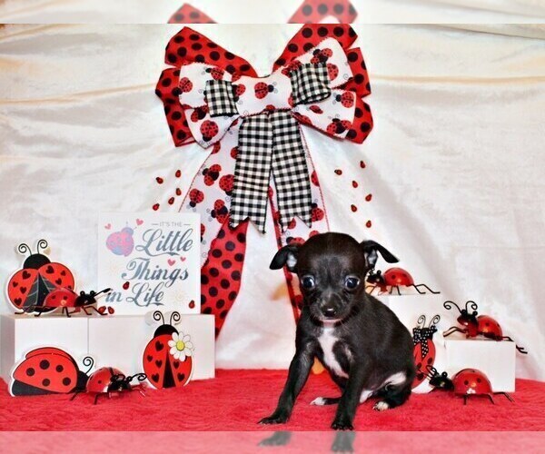Medium Photo #93 Chihuahua Puppy For Sale in CHARLESTON, AR, USA