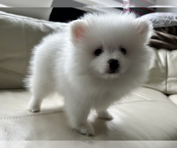 Medium Photo #7 Pomeranian Puppy For Sale in DES MOINES, WA, USA