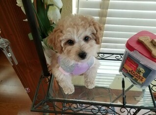 Maltipoo Puppy for sale in SANTA CLARITA, CA, USA