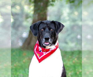 Border Collie-Unknown Mix Dogs for adoption in Unionville, PA, USA
