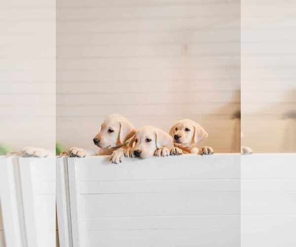 Medium Photo #7 Labrador Retriever Puppy For Sale in WAGENER, SC, USA