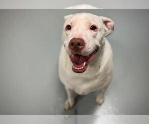 American Pit Bull Terrier-Labrador Retriever Mix Dogs for adoption in St. Cloud, FL, USA
