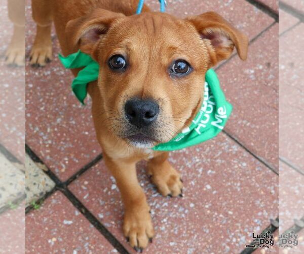 Medium Photo #11 Labrador Retriever-Unknown Mix Puppy For Sale in Washington, DC, USA