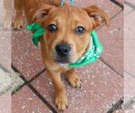 Small #10 Labrador Retriever Mix