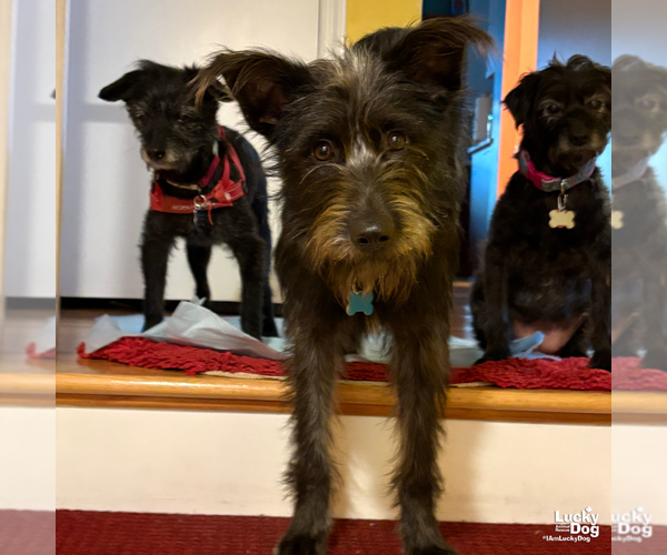 Medium Photo #12 Mutt Puppy For Sale in Washington, DC, USA