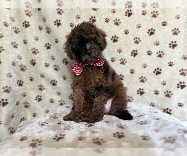 Medium Photo #6 ShihPoo Puppy For Sale in LAKELAND, FL, USA