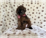 Small #5 ShihPoo