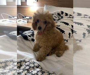 Father of the Poodle (Toy) puppies born on 05/08/2025