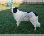 Small Great Pyrenees Mix