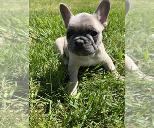 French Bulldog Puppy for sale in MIDDLEBURY, IN, USA