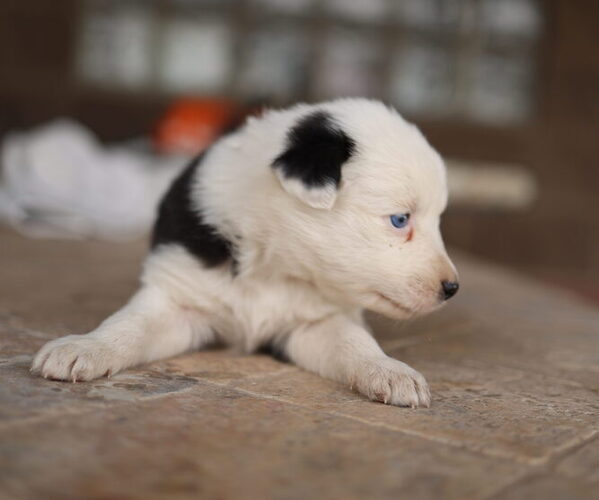 Medium Photo #3 Australian Shepherd Puppy For Sale in MESA, AZ, USA