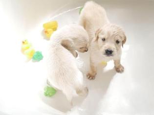 Golden Retriever Puppy for sale in BUCKEYE, AZ, USA