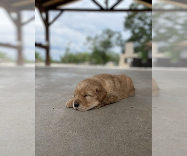Medium Photo #1 Golden Retriever Puppy For Sale in ELWOOD, TX, USA