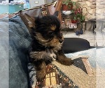 Small Photo #26 Yorkshire Terrier Puppy For Sale in BRIDGETON, NJ, USA