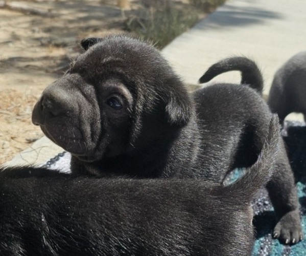 Medium Photo #5 Chinese Shar-Pei Puppy For Sale in LUCERNE VLY, CA, USA