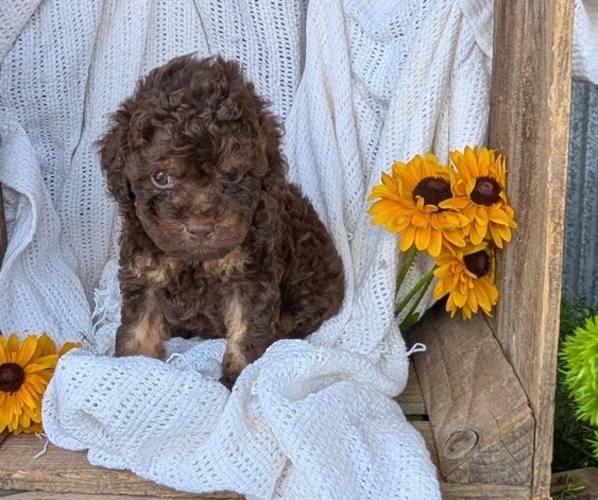 Medium Photo #13 Cock-A-Poo Puppy For Sale in GOSHEN, IN, USA