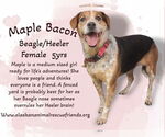 Small Beagle Mix