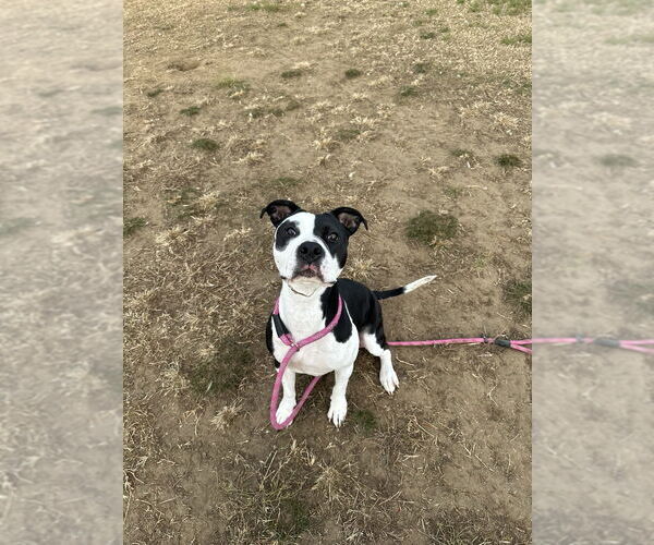 Medium Photo #4 Mutt Puppy For Sale in Evansville, IN, USA