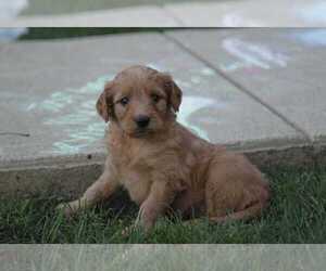 Goldendoodle (Miniature) Puppy for sale in ORLANDO, FL, USA