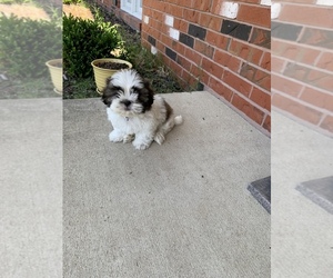 Shih Tzu Puppy for Sale in CHICAGO, Illinois USA