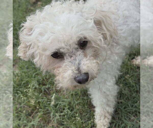 Medium Photo #2 Poodle (Miniature) Puppy For Sale in Spring Lake, NC, USA