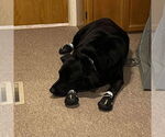 Small #2 Labrador Retriever
