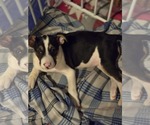 Small #1 Mutt