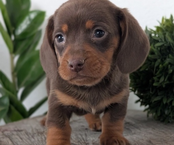 Medium Photo #12 Dachshund Puppy For Sale in GOSHEN, IN, USA
