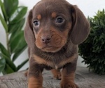 Small #11 Dachshund