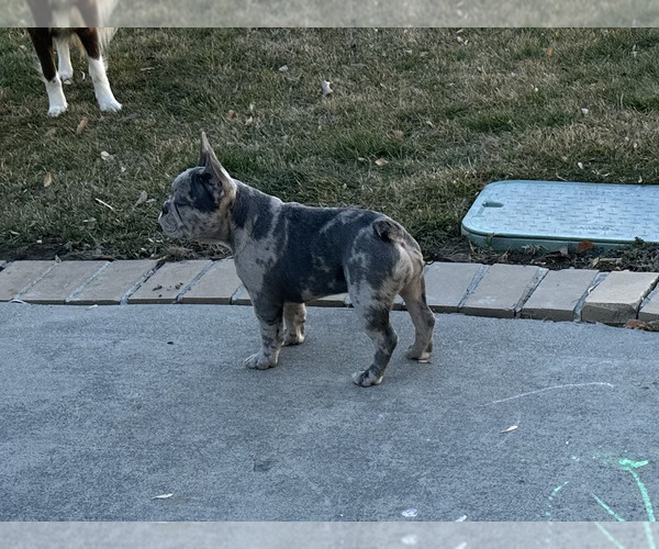 Medium Photo #1 French Bulldog Puppy For Sale in PROVO, UT, USA