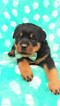 Small Photo #6 Rottweiler Puppy For Sale in LANCASTER, PA, USA