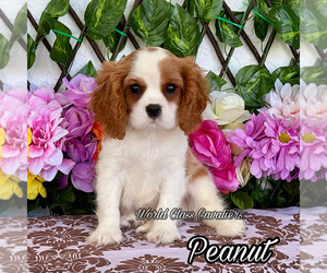 Cavalier King Charles Spaniel Puppy for sale in MIAMI, FL, USA