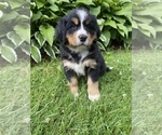 Puppy Sequoia Bernese Mountain Dog