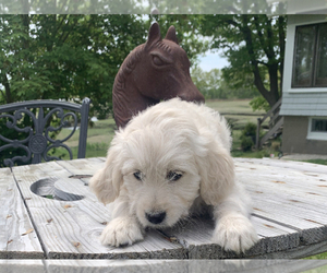 Goldendoodle (Miniature) Puppy for sale in ROWLEY, MA, USA