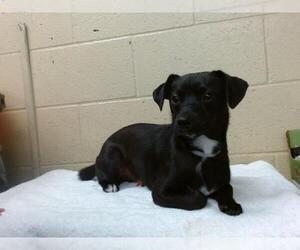 Chihuahua Dogs for adoption in Downey, CA, USA