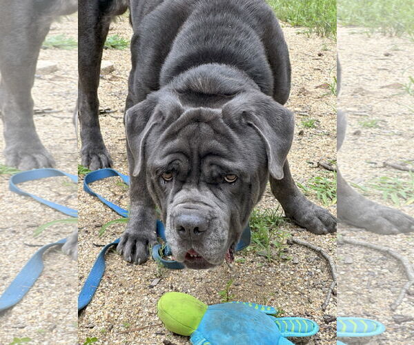 Medium Photo #2 Neapolitan Mastiff Puppy For Sale in Ellisville, MO, USA