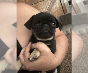 Pug Puppy for sale in TRACY, CA, USA