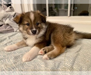 Pomsky Puppy for sale in RALEIGH, NC, USA
