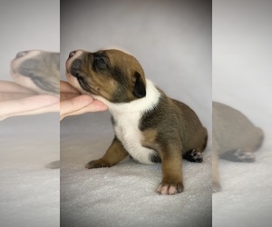 American Bully Puppy for sale in GETTYSBURG, PA, USA
