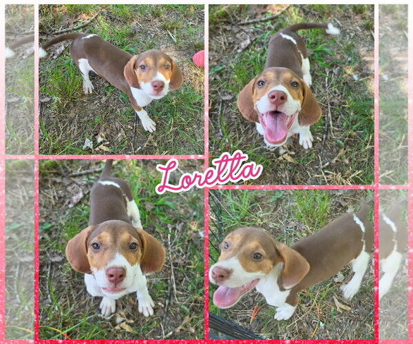 Medium Photo #1 Treeing Walker Coonhound-Unknown Mix Puppy For Sale in Blacksburg, SC, USA