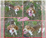 Small Treeing Walker Coonhound Mix