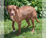 Small #8 American Staffordshire Terrier-Boxer Mix